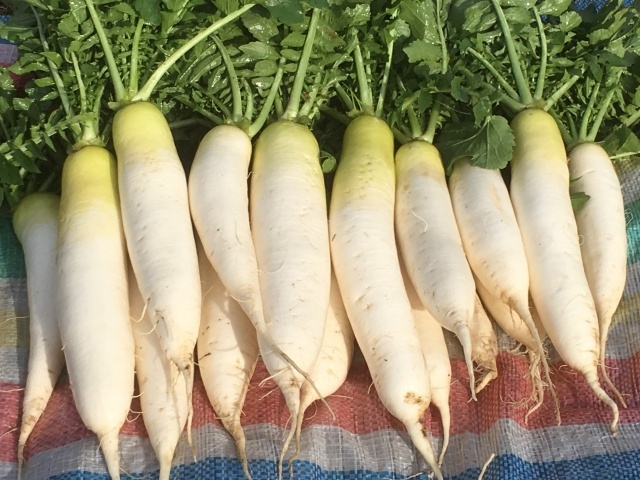 緑 部分 大根 の 大根（ダイコン・だいこん）の栄養価と効能：旬の野菜百科